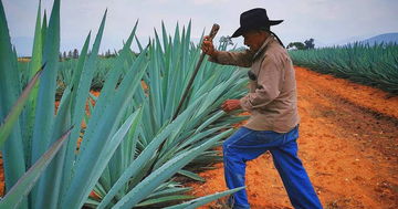 The Journey of Our Agave: From Field to Bottle